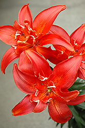 Sphinx Lily (Lilium 'Sphinx') at Lakeshore Garden Centres