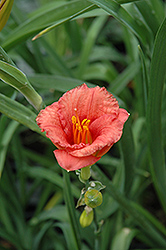 Cosmopolitan Daylily (Hemerocallis 'Cosmopolitan') at Lakeshore Garden Centres