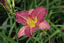 Entertainment Daylily (Hemerocallis 'Entertainment') at Lakeshore Garden Centres