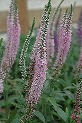 Fairytale Speedwell (Veronica 'Fairytale') at Lakeshore Garden Centres