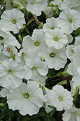 Supertunia Mini White Petunia (Petunia 'Supertunia Mini White') at Golden Acre Home & Garden