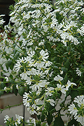 Savoir Faire Ultimate White Bacopa (Sutera cordata 'Savoir Faire Ultimate White') at Lakeshore Garden Centres