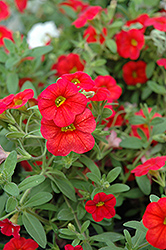 Callie Scarlet Red Calibrachoa (Calibrachoa 'Callie Scarlet Red') at Lakeshore Garden Centres