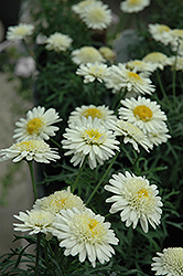 Madeira Crested Ivory Marguerite Daisy (Argyranthemum frutescens 'Madeira Crested Ivory') at Lakeshore Garden Centres