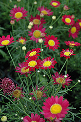 Madeira Red Marguerite Daisy (Argyranthemum frutescens 'Bonmadre') at Lakeshore Garden Centres