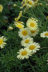Madeira Crested Yellow Marguerite Daisy (Argyranthemum frutescens 'Madeira Crested Yellow') at Lakeshore Garden Centres