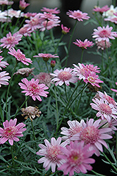 Madeira Crested Violet Marguerite Daisy (Argyranthemum frutescens 'Madeira Crested Violet') at Lakeshore Garden Centres