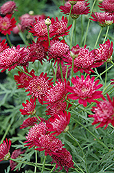 Madeira Crested Merlot Marguerite Daisy (Argyranthemum frutescens 'Bonmadmerlo') at Lakeshore Garden Centres