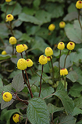 Para Cress (Spilanthes oleracea) at Lakeshore Garden Centres