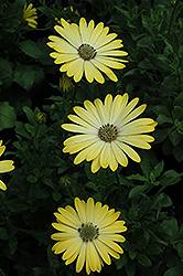 Serenity Lemonade African Daisy (Osteospermum 'Serenity Lemonade') at Lakeshore Garden Centres