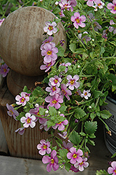 Savoir Faire Ballet Pink Bacopa (Sutera cordata 'Savoir Faire Ballet Pink') at Lakeshore Garden Centres