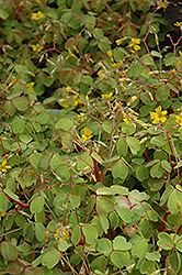 Sunset Velvet Shamrock (Oxalis vulcanicola 'Sunset Velvet') at Lakeshore Garden Centres