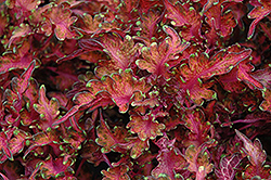 Under the Sea Molten Coral Coleus (Solenostemon scutellarioides 'Molten Coral') at Lakeshore Garden Centres