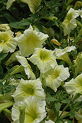 Perfectunia Yellow Petunia (Petunia 'Perfectunia Yellow') at Lakeshore Garden Centres