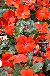 Posh Orange New Guinea Impatiens (Impatiens 'Posh Orange') at Lakeshore Garden Centres