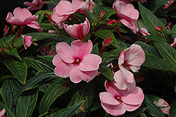 Posh Pink New Guinea Impatiens (Impatiens 'Posh Pink') at Lakeshore Garden Centres