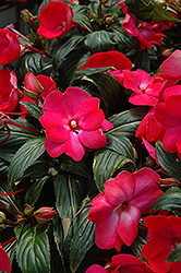 Posh Carmine New Guinea Impatiens (Impatiens 'Posh Carmine') at Lakeshore Garden Centres