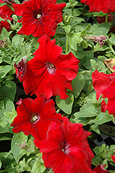 Panache Venetian Red Petunia (Petunia 'Panache Venetian Red') at Lakeshore Garden Centres