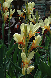 Cora Canna (Canna 'Cora') at Lakeshore Garden Centres