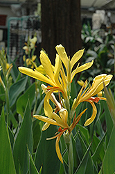 Paton Canna (Canna 'Paton') at Lakeshore Garden Centres