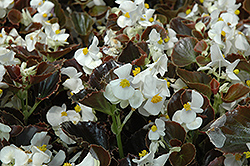 Harmony White Begonia (Begonia 'Harmony White') at Lakeshore Garden Centres