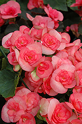 Netja Fringed Begonia (Begonia x hiemalis 'Netja Fringed') at Lakeshore Garden Centres