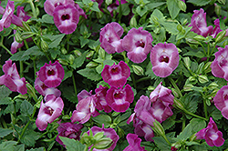 Summer Wave Large Amethyst Torenia (Torenia 'Summer Wave Large Amethyst') at Lakeshore Garden Centres