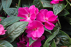 Celebration Purple New Guinea Impatiens (Impatiens hawkeri 'Celebration Purple') at Lakeshore Garden Centres