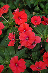 Fanfare Bright Coral Impatiens (Impatiens 'Fanfare Bright Coral') at Lakeshore Garden Centres