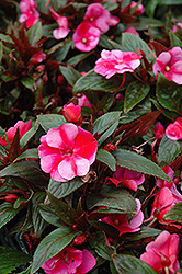 Celebrette Orchid Star New Guinea Impatiens (Impatiens 'Celebrette Orchid Star') at Lakeshore Garden Centres