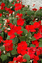 Show Off Red Impatiens (Impatiens 'Show Off Red') at Lakeshore Garden Centres