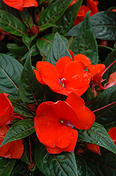 Celebration Orange New Guinea Impatiens (Impatiens hawkeri 'BFP-605 Orange') at Lakeshore Garden Centres