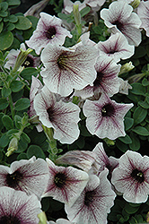 Supertunia White Russian Petunia (Petunia 'Supertunia White Russian') at Lakeshore Garden Centres
