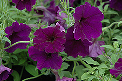Suncatcher Midnight Blue Petunia (Petunia 'Suncatcher Midnight Blue') at Lakeshore Garden Centres