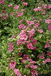 Trailing Antique Rose Twinspur (Diascia 'Trailing Antique Rose') at Lakeshore Garden Centres