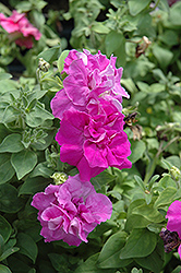 Double Madness Lavender Petunia (Petunia 'Double Madness Lavender') at Lakeshore Garden Centres