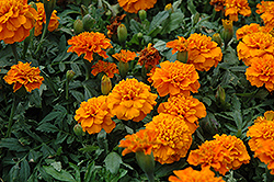 Janie Deep Orange Marigold (Tagetes patula 'Janie Deep Orange') at The Mustard Seed