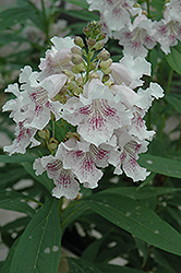 Pink Dawn Chitalpa (Chitalpa 'Pink Dawn') at Lakeshore Garden Centres