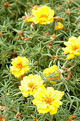 Tequila Yellow Portulaca (Portulaca grandiflora 'Tequila Yellow') at Lakeshore Garden Centres