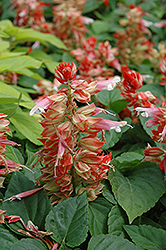 Vista Red And White Salvia (Salvia splendens 'PAS3287') at Lakeshore Garden Centres