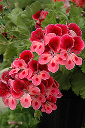 Candy Flowers Pink Eye Geranium (Pelargonium 'Candy Flowers Pink Eye') at Lakeshore Garden Centres