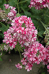 Tropical Breeze Red and White Verbena (Verbena 'Tropical Breeze Red and White') at Lakeshore Garden Centres