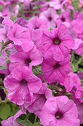 Suncatcher Dark Lavender Vein Petunia (Petunia 'Suncatcher Dark Lavender Vein') at Lakeshore Garden Centres