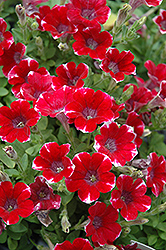 Littletunia Red Star Petunia (Petunia 'Littletunia Red Star') at Lakeshore Garden Centres