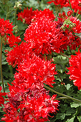 Graffiti Double Red Geranium (Pelargonium 'Graffiti Double Red') at Lakeshore Garden Centres