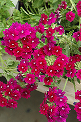 Empress Violet Verbena (Verbena 'Empress Violet') at Lakeshore Garden Centres