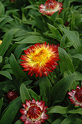 Dreamtime Jumbo Red Ember Strawflower (Bracteantha bracteata 'Dreamtime Jumbo Red Ember') at Lakeshore Garden Centres