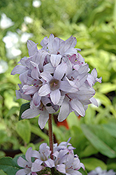 Caroline Clustered Bellflower (Campanula glomerata 'Caroline') at Lakeshore Garden Centres