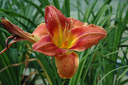 Avant Garde Daylily (Hemerocallis 'Avant Garde') at Lakeshore Garden Centres