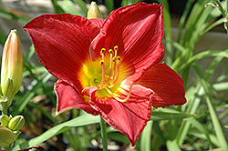 Scarlet Orbit Daylily (Hemerocallis 'Scarlet Orbit') at Lakeshore Garden Centres